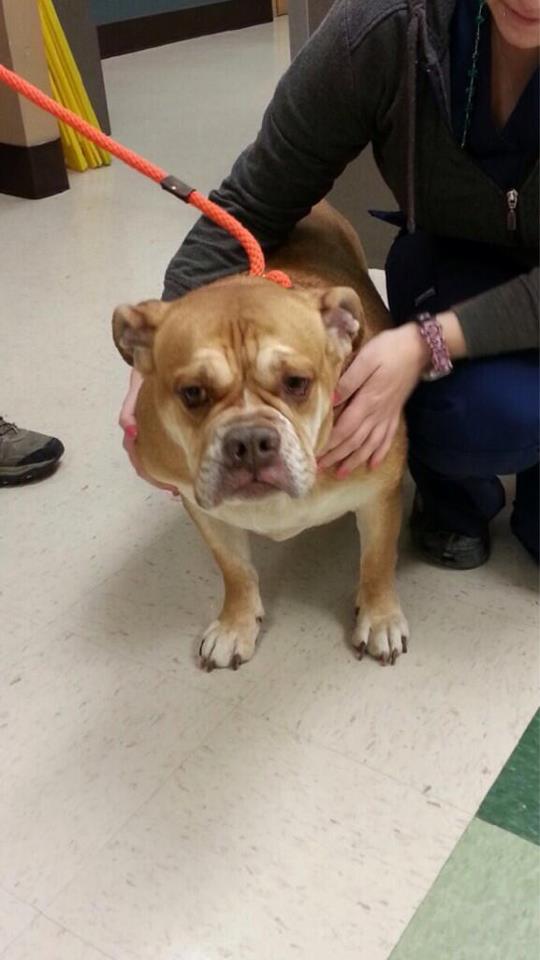 Fire Victim ID’ed; Dog Needs Help