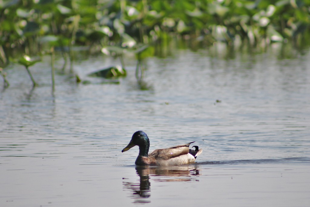 Waterway Cleanup Event Scheduled This Weekend At Silver Lake Nature Center