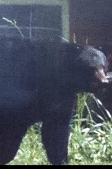 An image posted by a Fox 29 reprot of the bear in Hulmeville. Credit: Twitter.com/omarifox29