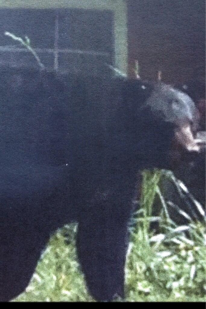 Black Bear on the Move in Lower Bucks