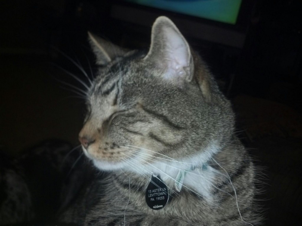 Cat Missing from Appletree Section