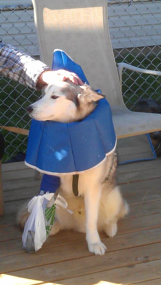 Dog Has Costly Recovery Ahead After Being Struck