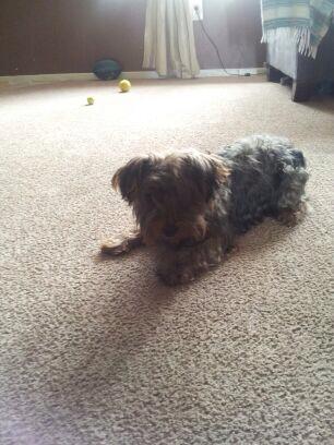 Yorkie Missing From Plumbridge