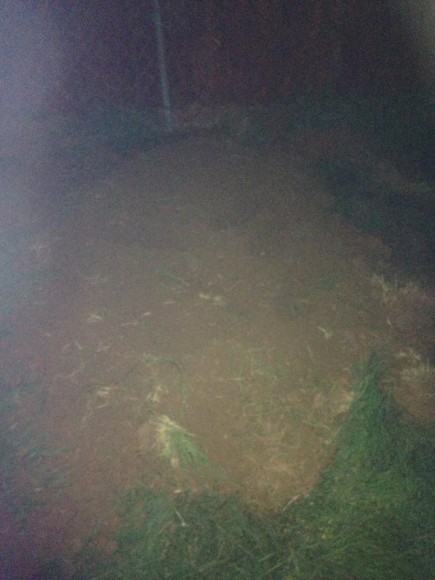 Burial site of family pet.  Credit: Submitted