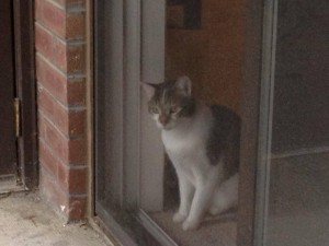 The cat missing following the fire. Credit: Red Paw Relief Team
