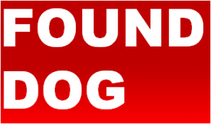 found dog