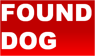 UPDATED: Found Dog Alert: Maltese with Collar, No Tags