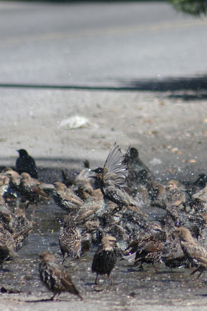 Splish Splash: Birds Taking a Bath