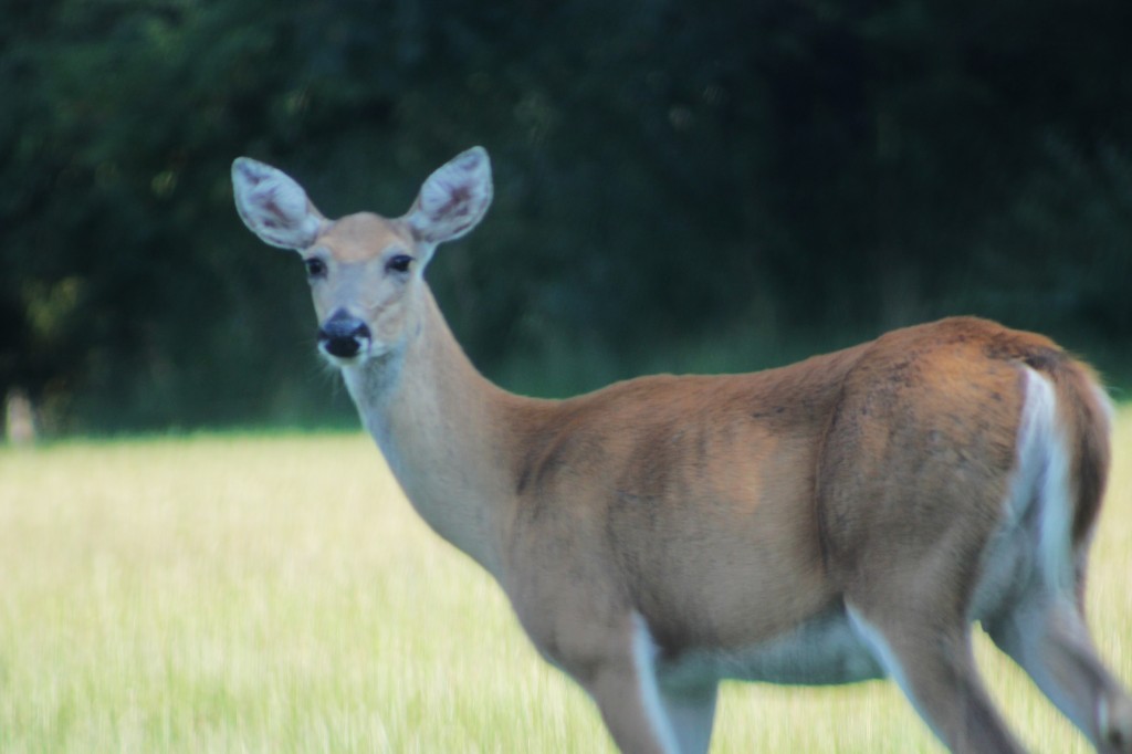 State Insurance Department, Troopers Urge Drivers To Use Extreme Caution To Avoid Deer Collisions