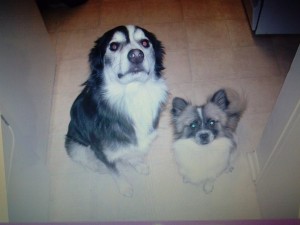 Rosco was last seen in Pendell Borough last week. 