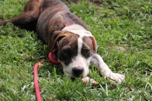 Adorable Dogs for Adoption This Weekend