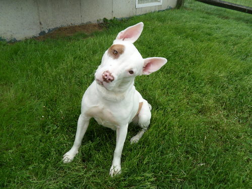 Adorable Dogs For Adoption This Weekend