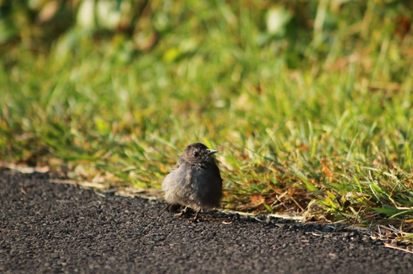 A bird along the walking path at the park. Credit: Tom Sofield/LevittownNow.com