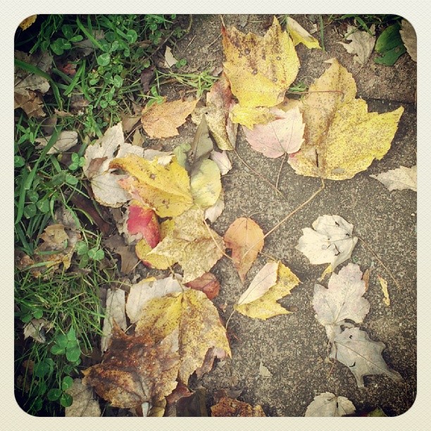 Leaf Collection Starts Wednesday in Bristol