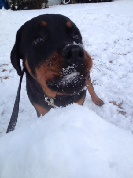 Rocco enjoying the snow! Credit: Jodi Rice