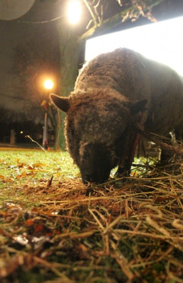 Livestock including sheep, a camel and a donkey were part of the living nativity scene outside Langhorne United Methodist Church on Maple Avenue in Langhorne Borough Monday night. Credit: Tom Sofield/LevittownNow.com