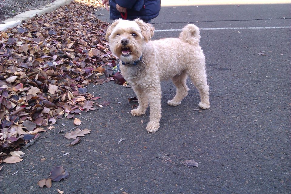FOUND DOG ALERT: Small Dog in Falls