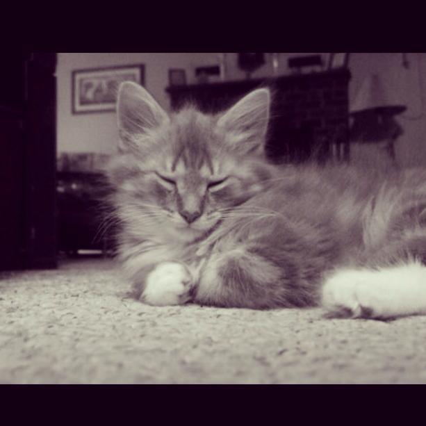 MISSING CAT: Petite Furball Missing from Mill Creek