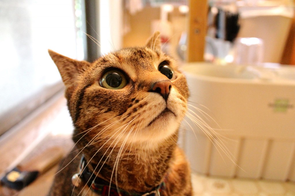 76% of Pet Owners Put Furry Loved Ones on X-mas Lists