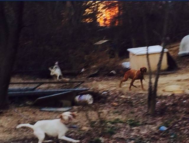 Humane Officers, Police Investigate Dogs Left Outside in Cold