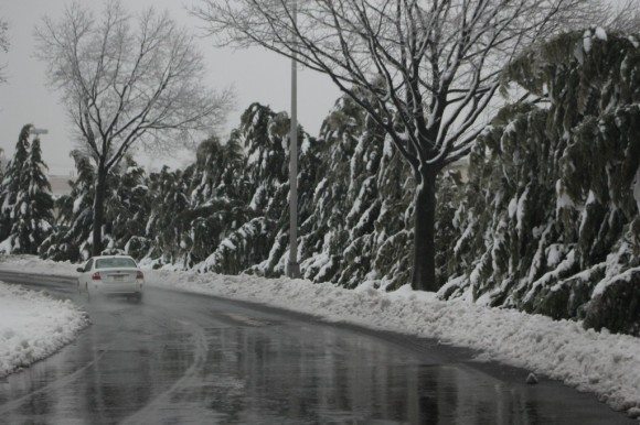 Trees covered in snow and ice by the Oxford Valley Mall. Credit: Tom Sofield/LevittownNow.com