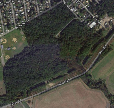 Croydon Woods Cleanup Set For Saturday