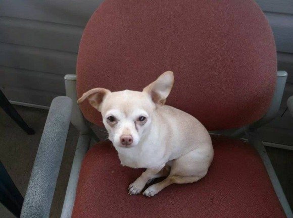 missingdogholly2