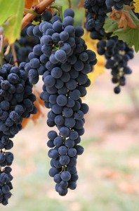 Wine Grapes Credit: Wikimedia