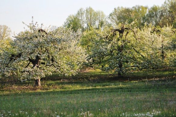 The evening sun hitting trees at Styer Orchard in Middletown Township this week.  Credit: Tom Sofield/LevittownNow.com