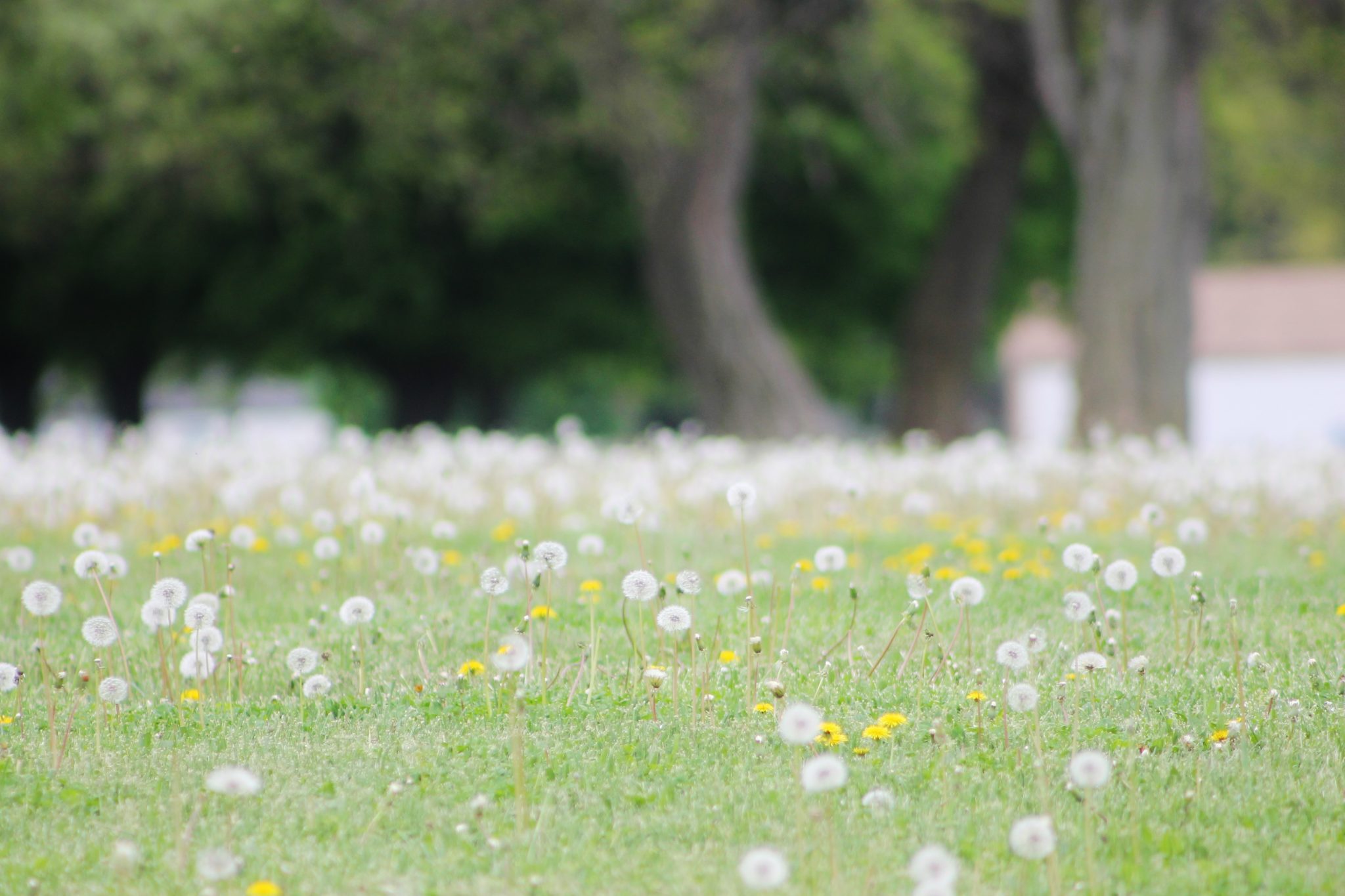 PHOTO: Dandelion Field in Bristol