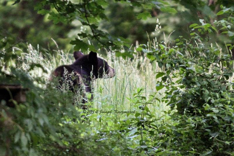 NEARBY: Elusive Bensalem Black Bear Returns