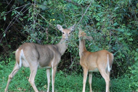 Deer enjoy some brush on a recent morning in Levittown. Did you know: Most deer are born with white spots but lose them within their first year. Credit: Tom Sofield/LevittownNow.com