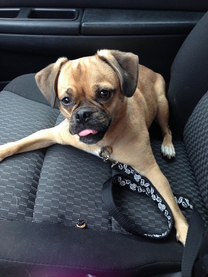 Dog Reconnected With Owners
