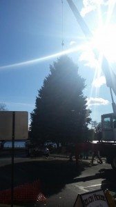 Image Credit: Jeff Bohen LevittownNow.com The morning sun bathes the Bristol Borough Christmas Tree last Friday.