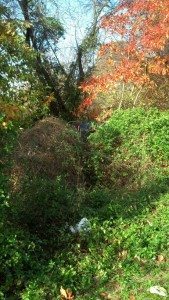 The vehicle that rolled can be in the brush at the scene of the photo.  Credit: Submitted