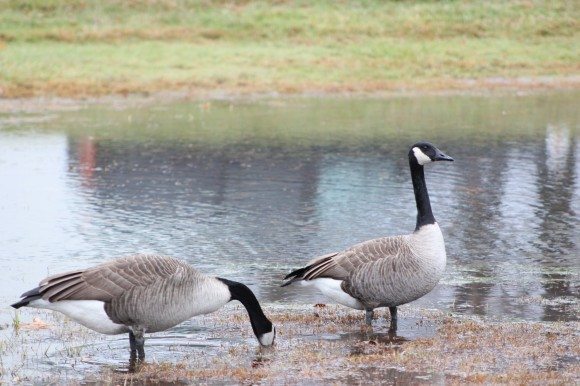 Two geese enjoy water in a retention basin behind the Wawa on Trenton Road in Middletown. Credit: Tom Sofield/LevittownNow.com