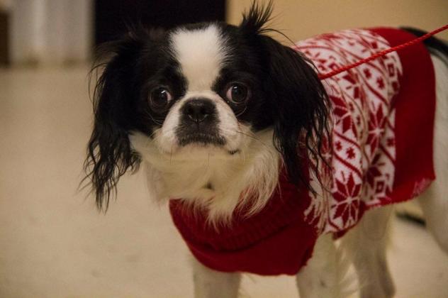 Adorable Dogs For Adoption This Weekend