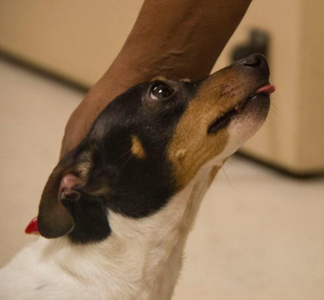 Adorable Dogs For Adoption This Weekend