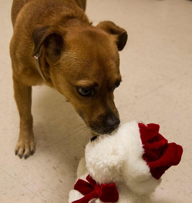 Adorable Dogs For Adoption This Weekend