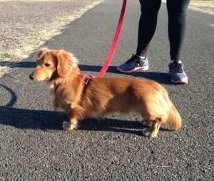 Ollie the missing dachshund from Bensalem. Credit: Ollie the Missing Dachshund Facebook Page