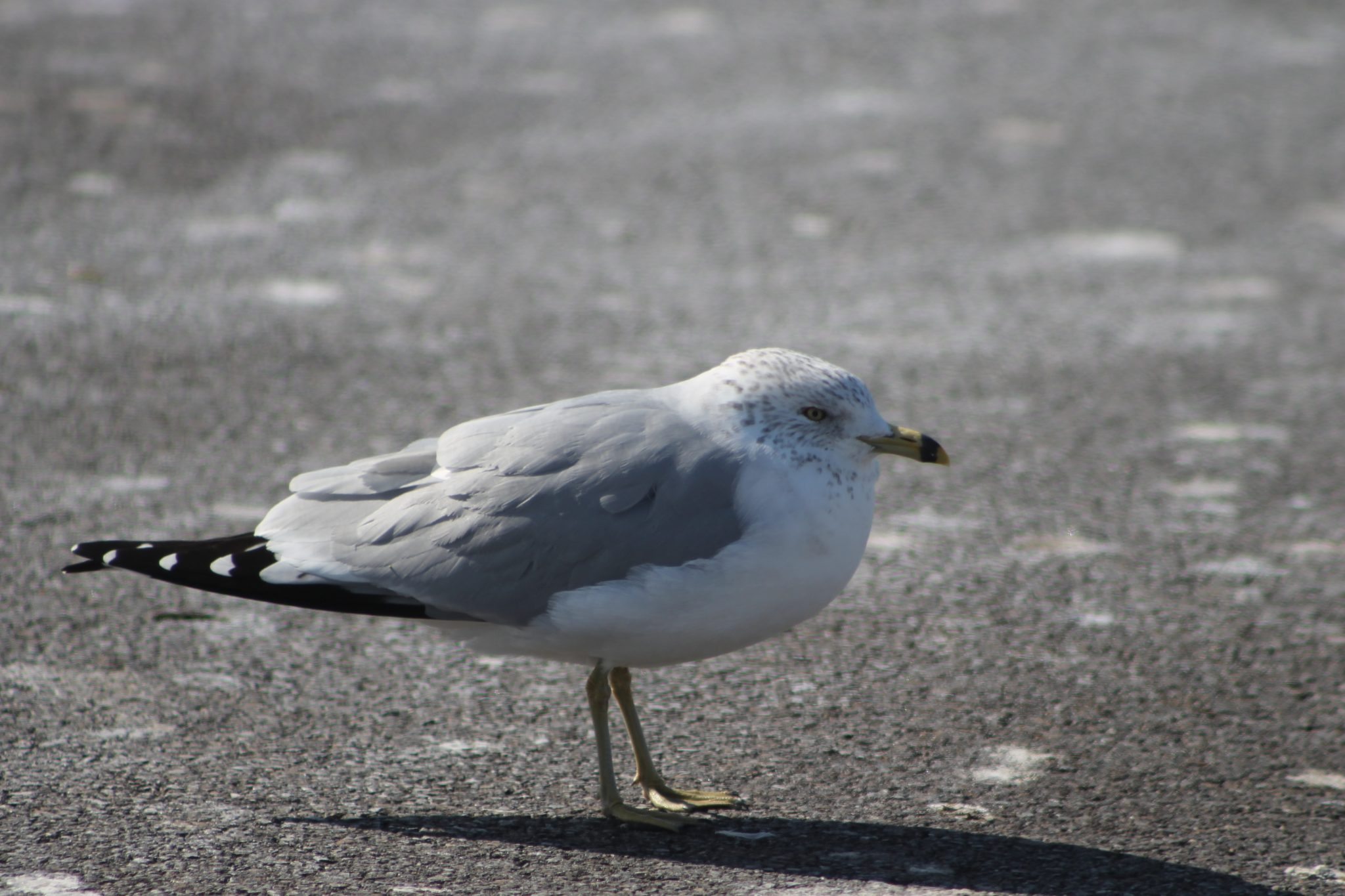 Bucks County Park Officials Issue Advisory Over Bird Flu Outbreak