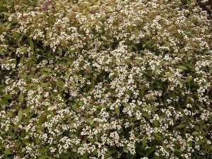 800px-Ageratina_riparia_(Barlovento)_01_ies