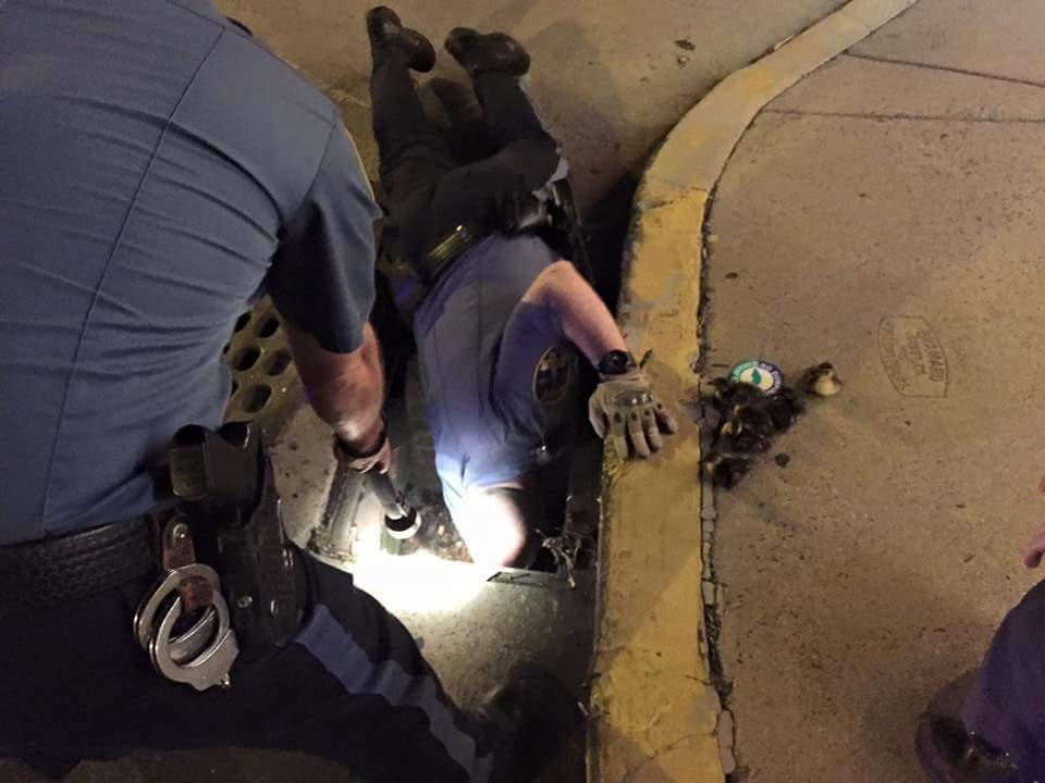 Police Officers Save Ducks From Storm Drain