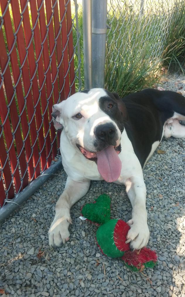 Local Animal Shelter Has Adorable Dogs For Adoption
