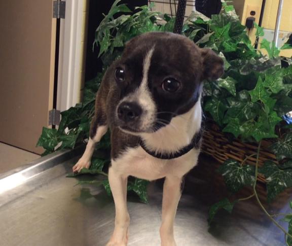Local Animal Shelter Has Adorable Dogs For Adoption
