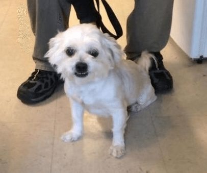 Local Animal Shelter Has Adorable Dogs For Adoption