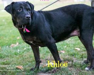 PETS OF THE WEEK: Khole & Buda