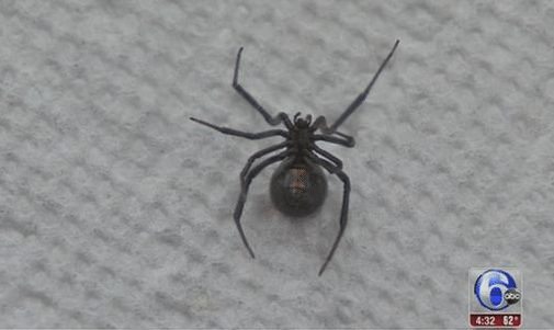 Black Widow Spider Found In Grapes Purchased At Local Store