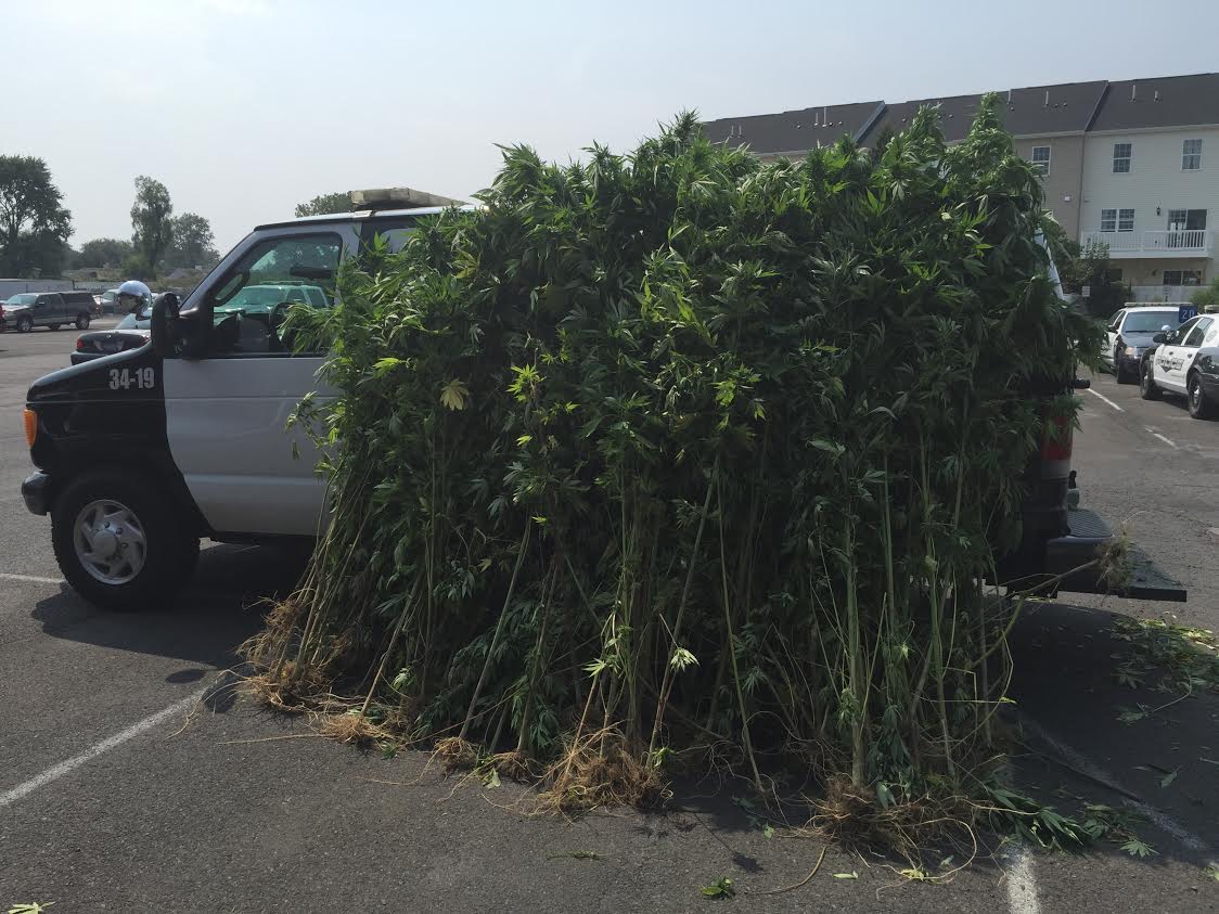 National Guard, Cops Discover Large Weed Growing Operation In Wooded Area