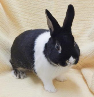 PETS OF THE WEEK: Murray & Buggy - LevittownNow.com